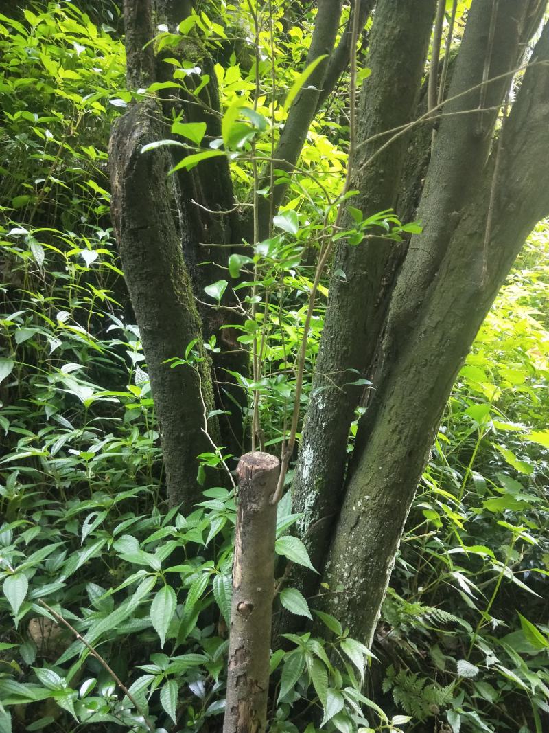 金弹子熟桩，下山桩，苗木。