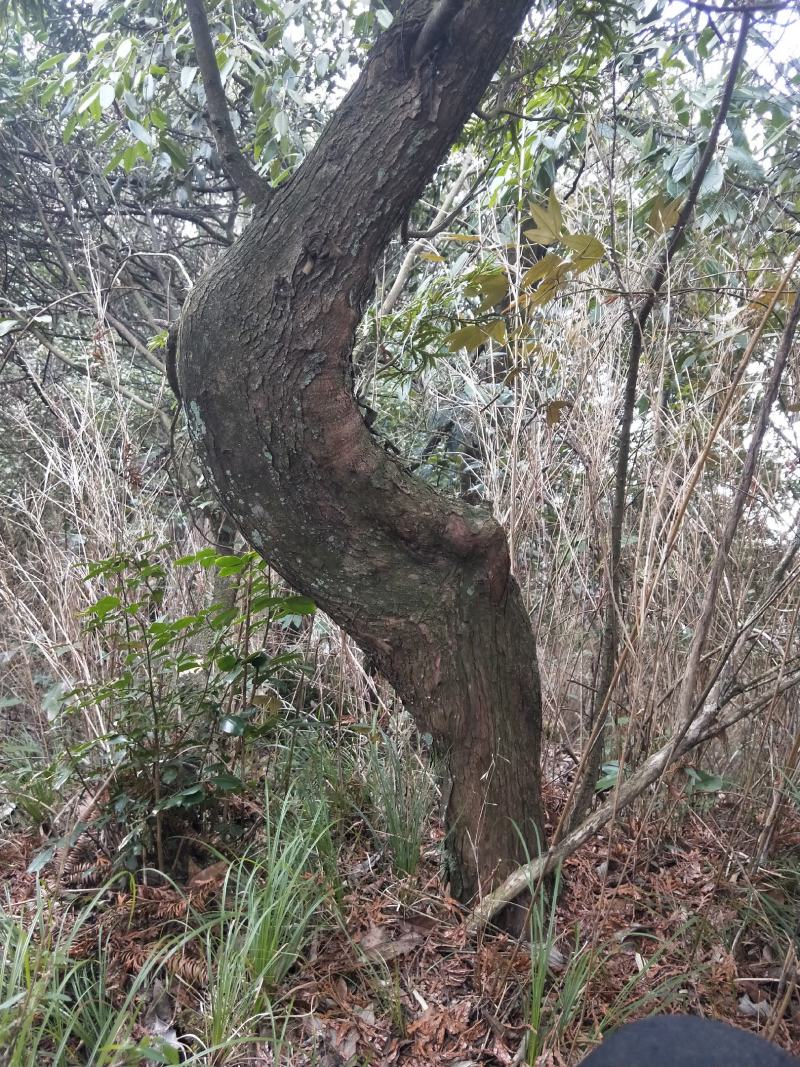 金弹子熟桩，下山桩，苗木。