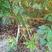 河北定州紫穗槐营养杯多分枝大小敦树苗绿化苗木