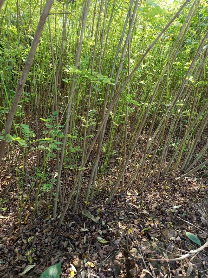 河北定州紫穗槐营养杯多分枝大小敦树苗绿化苗木