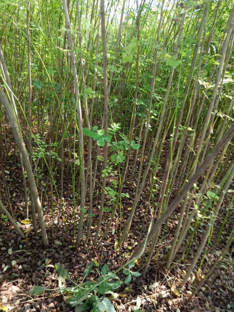 河北定州紫穗槐营养杯多分枝大小敦树苗绿化苗木