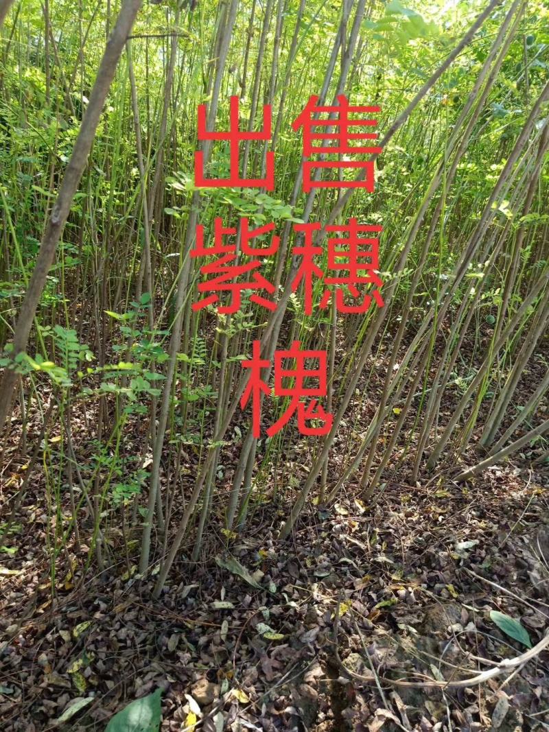 河北定州紫穗槐营养杯多分枝大小敦树苗绿化苗木