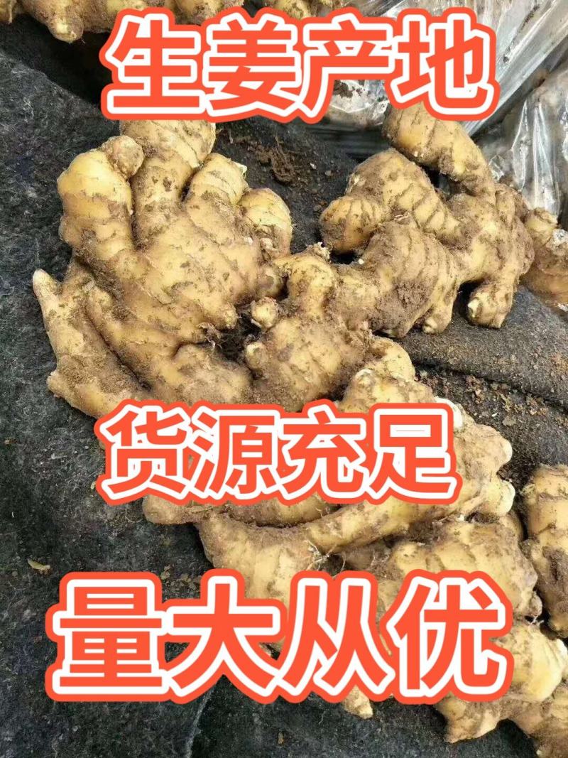 精品生姜姜母小黄姜产地批发一手货源价格低全国发货坏烂包赔