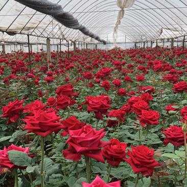 红玫瑰卡罗拉小苗成活高价格便宜正在销售中