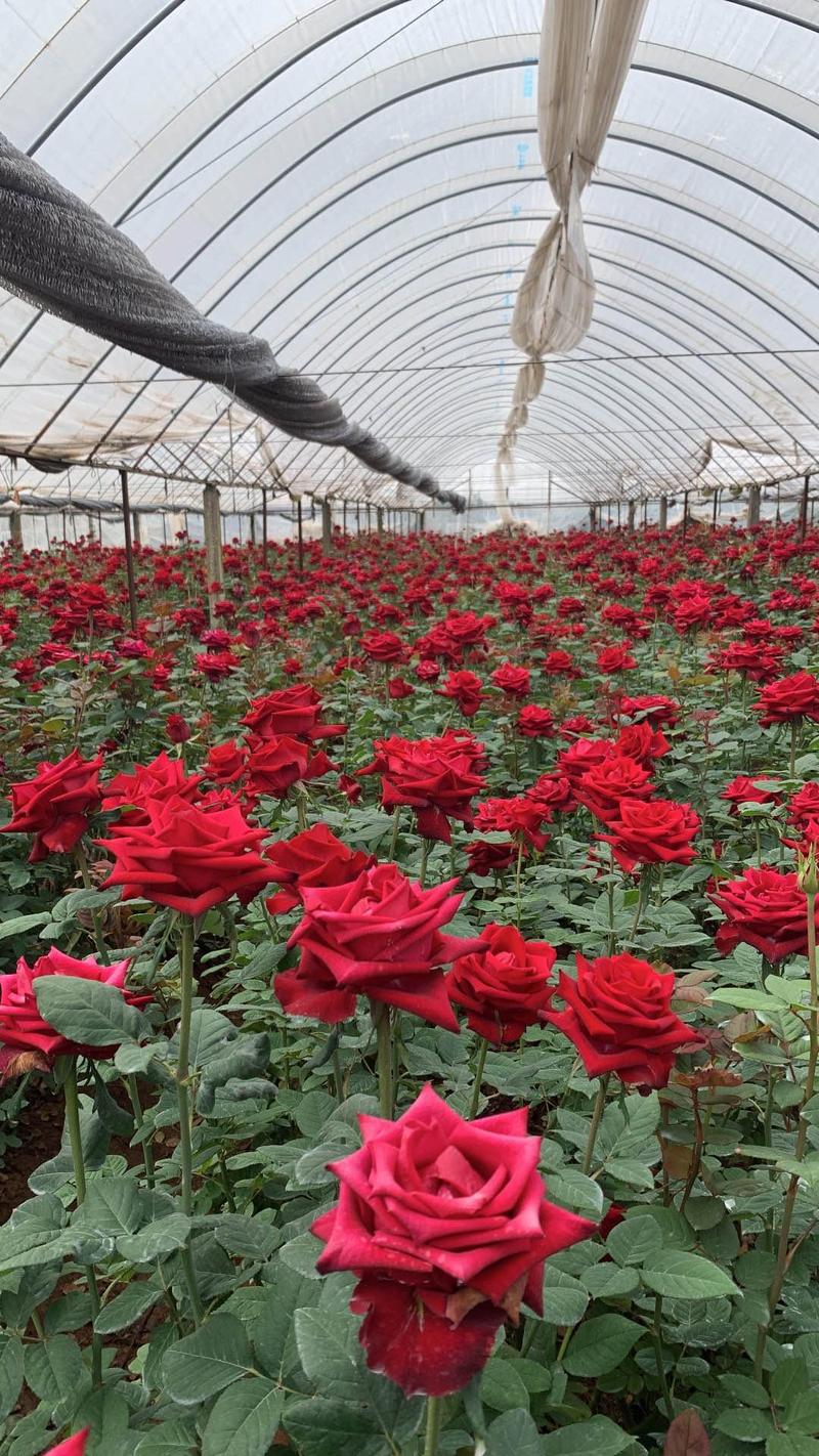 红玫瑰卡罗拉小苗成活高价格便宜正在销售中