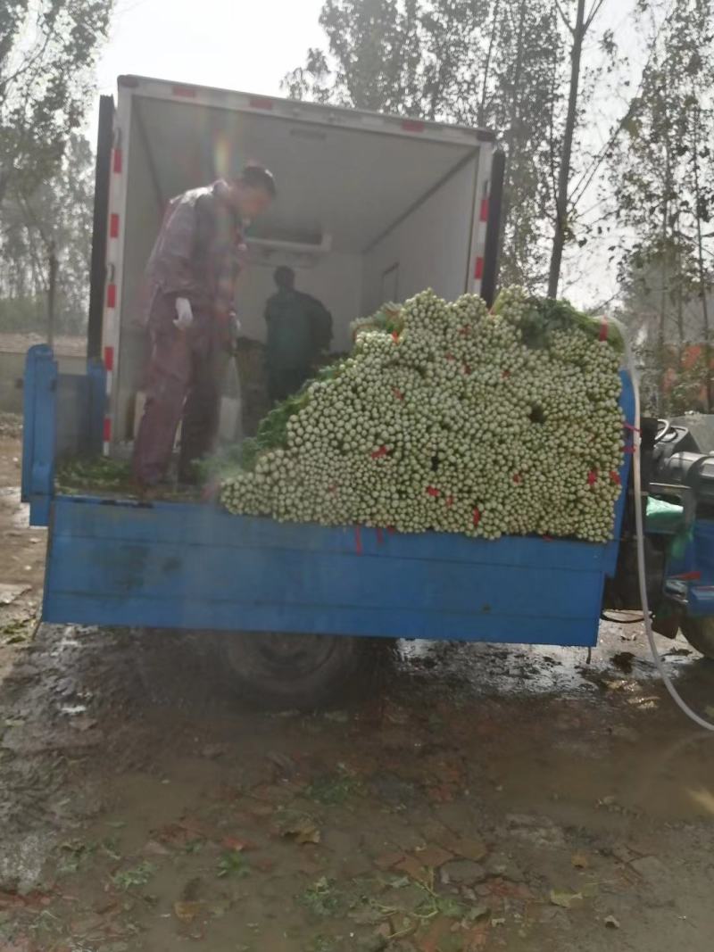 芹菜。优质西芹。皇后芹菜，大中小各种品阶齐全。