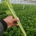 芹菜。优质西芹。皇后芹菜，大中小各种品阶齐全。