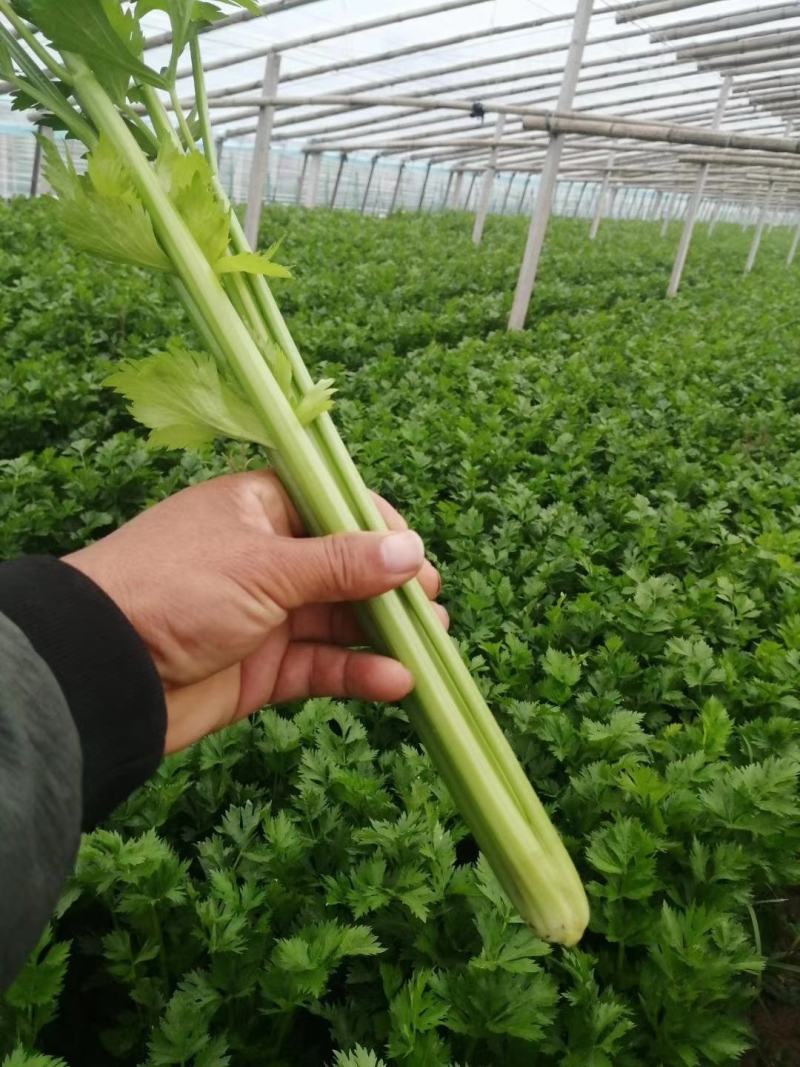 芹菜。优质西芹。皇后芹菜，大中小各种品阶齐全。