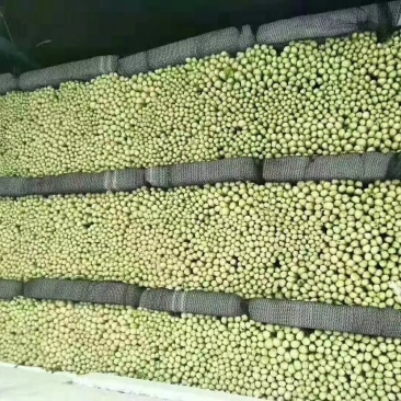 芹菜，夏邑芹菜，西芹，美国西芹，皇后芹菜