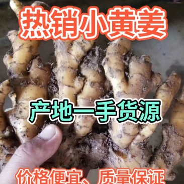 精品小黄姜产地直销一手货源价格低质量保证全国发货量大从优