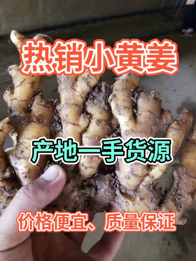 精品小黄姜产地直销一手货源价格低质量保证全国发货量大从优