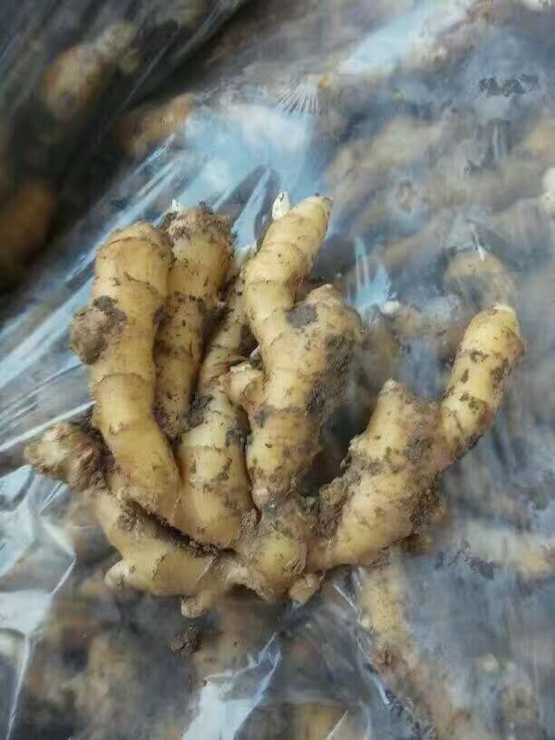 精品小黄姜产地直销一手货源价格低质量保证全国发货量大从优