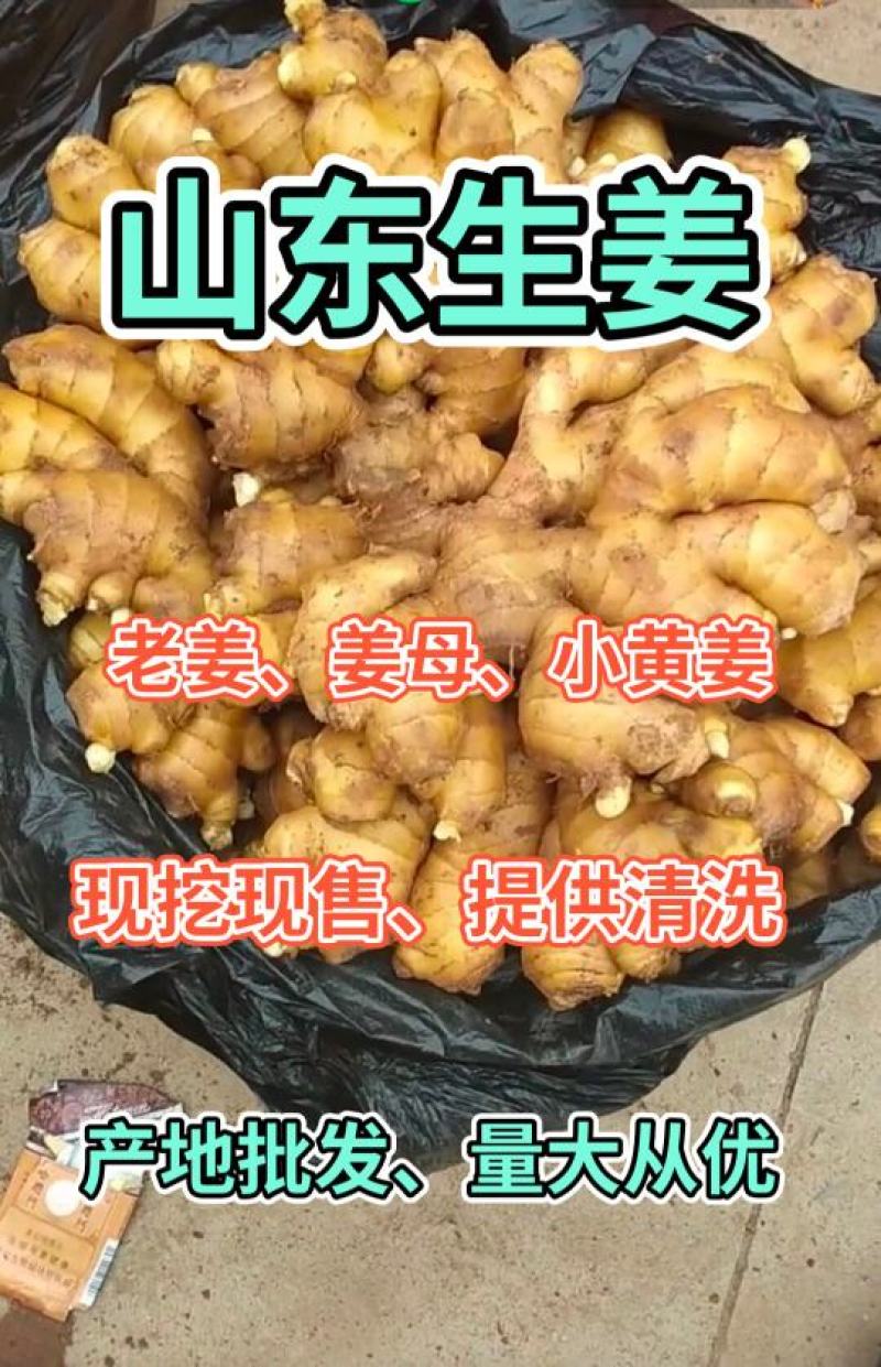 精品小黄姜产地直销一手货源价格低质量保证全国发货量大从优