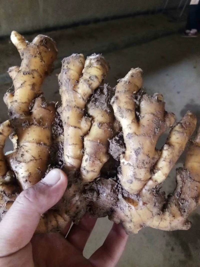 精品小黄姜产地直销一手货源价格低质量保证全国发货量大从优