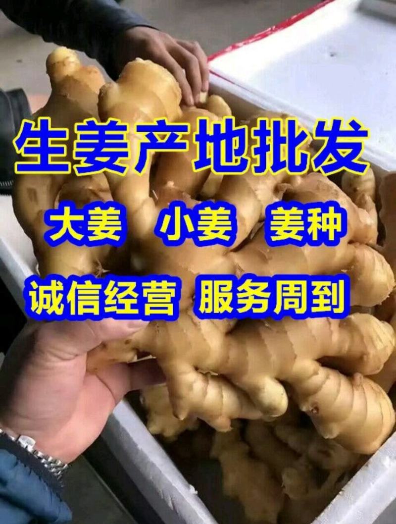 精品小黄姜产地直销一手货源价格低质量保证全国发货量大从优
