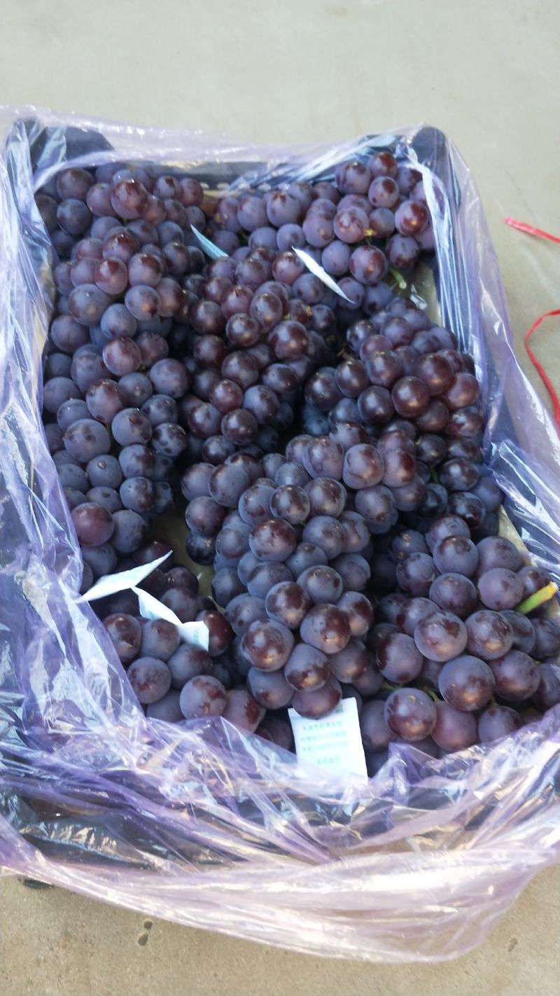 巨峰鲜果库存巨峰葡萄软枝葡萄口感甜大颗粒