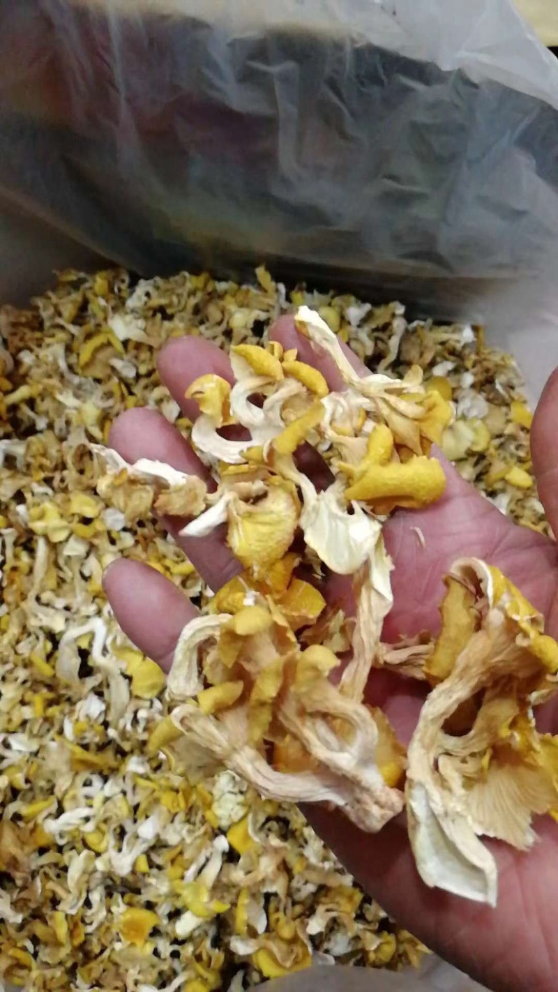 鸡油菌云南特产榆黄磨菇黄金菇磨菇干货批发产地直批
