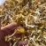 鸡油菌云南特产榆黄磨菇黄金菇磨菇干货批发产地直批