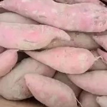 西瓜红红薯大小均匀口感好