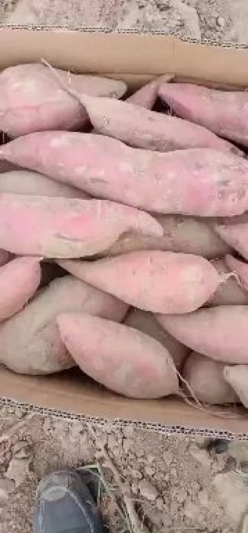 西瓜红红薯大小均匀口感好