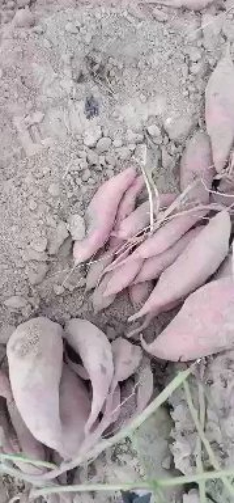 西瓜红红薯大小均匀口感好