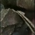 花生饼油性大质量保证诚信经营欢迎选购