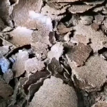 花生饼油性大质量保证诚信经营欢迎选购