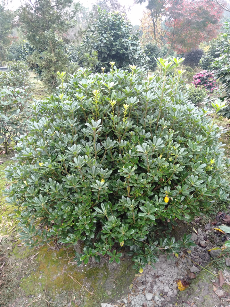 海桐球，宝珠香球，1.8米宝珠香球，海桐球价格