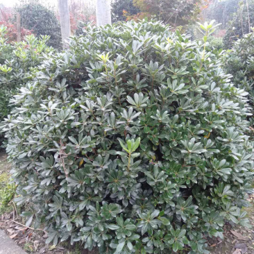 海桐球，宝珠香球，1.8米宝珠香球，海桐球价格