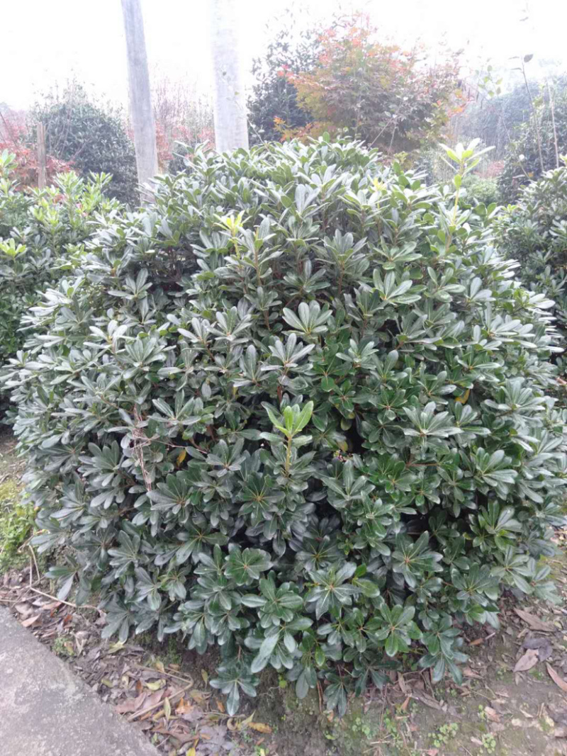 海桐球，宝珠香球，1.8米宝珠香球，海桐球价格
