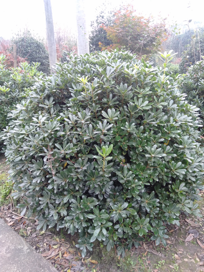 海桐球，宝珠香球，1.8米宝珠香球，海桐球价格
