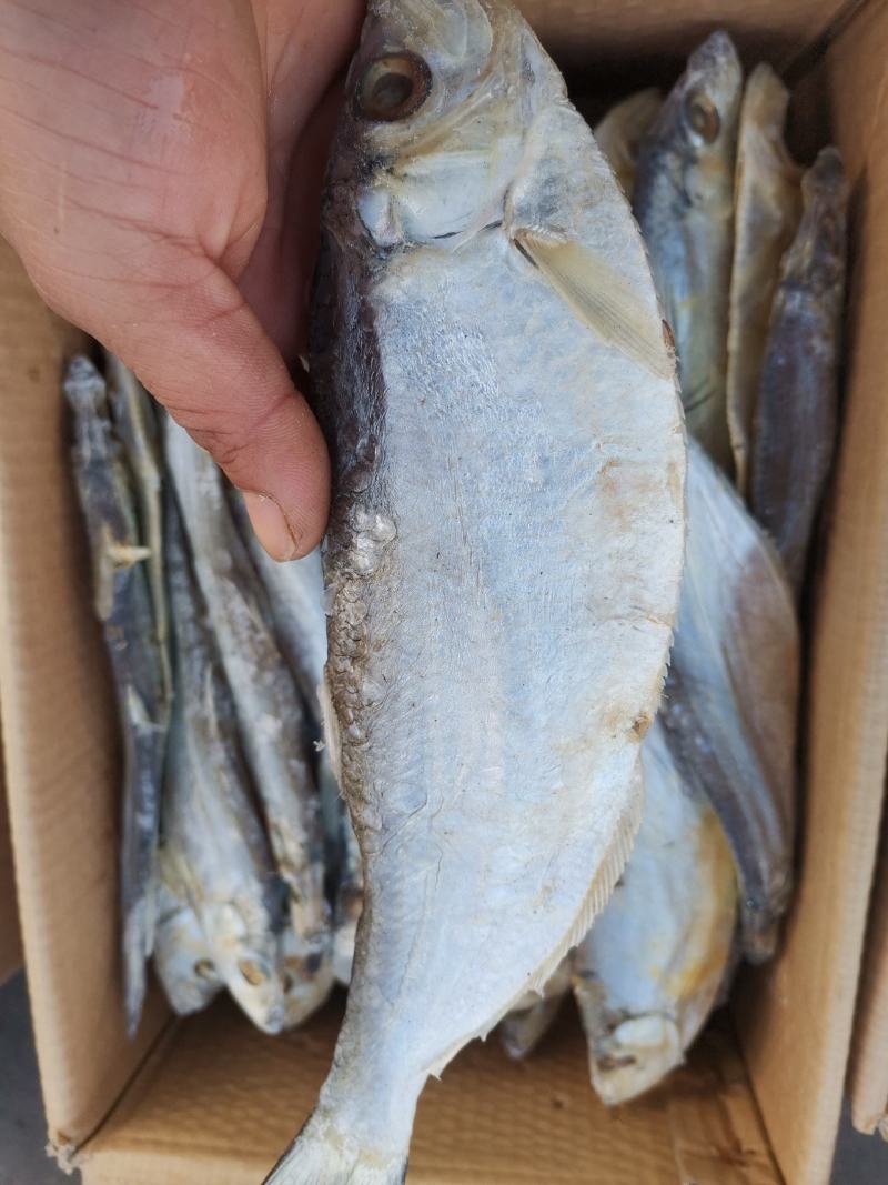 白磷鱼（咸鱼），打捞腌制晾晒而成，口感好，一手货源量大