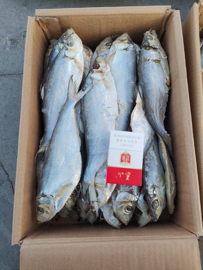 白磷鱼（咸鱼），打捞腌制晾晒而成，口感好，一手货源量大