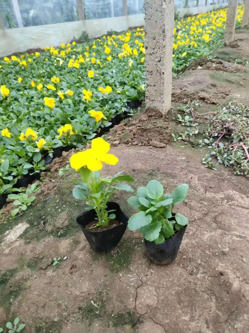 冬季抗寒绿化三色堇花角瑾