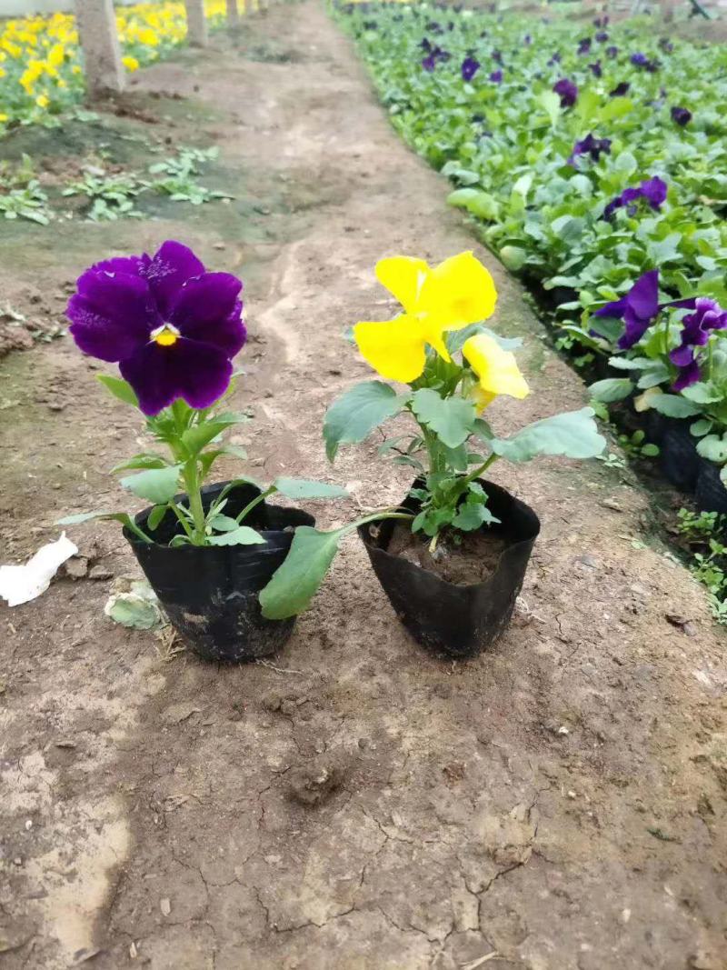 冬季抗寒绿化三色堇花角瑾