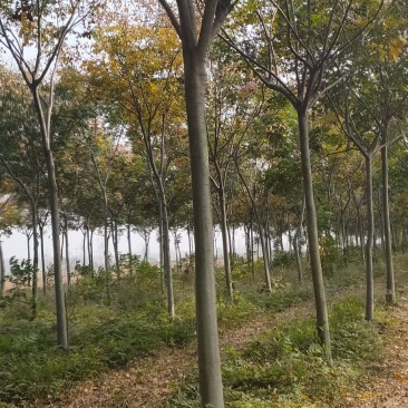 栾树河南货源规格齐全南栾价格优惠