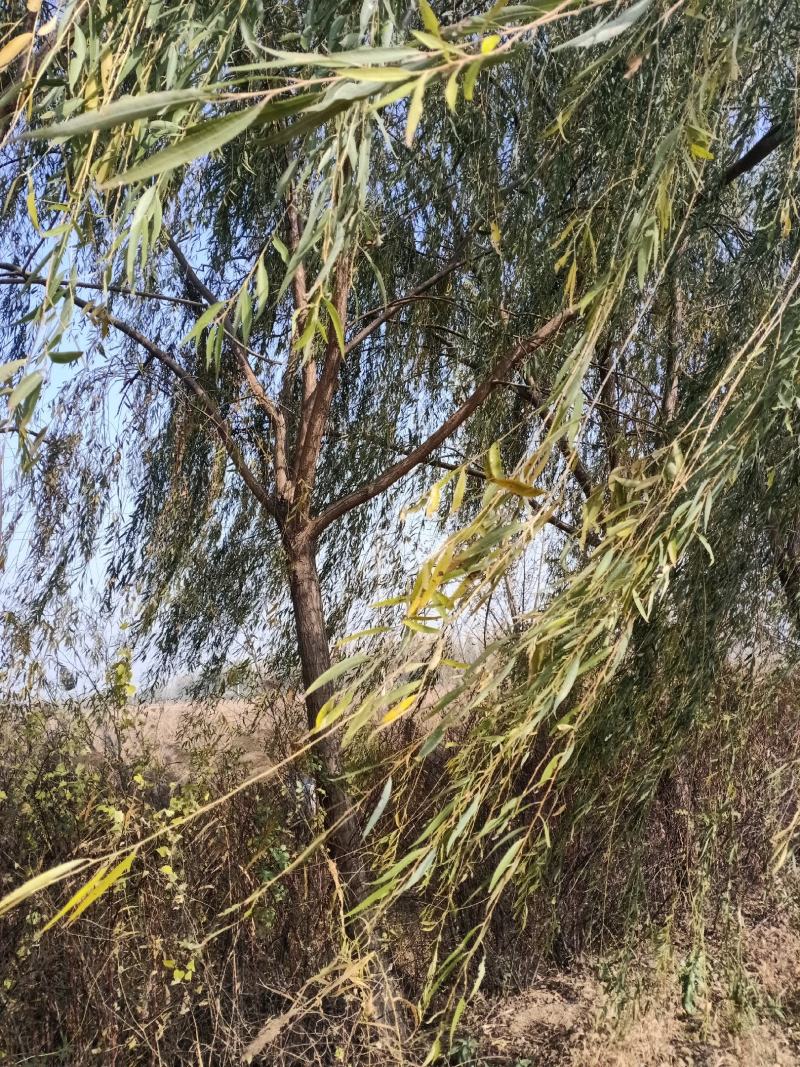 16-25公分的原生青皮垂柳300棵