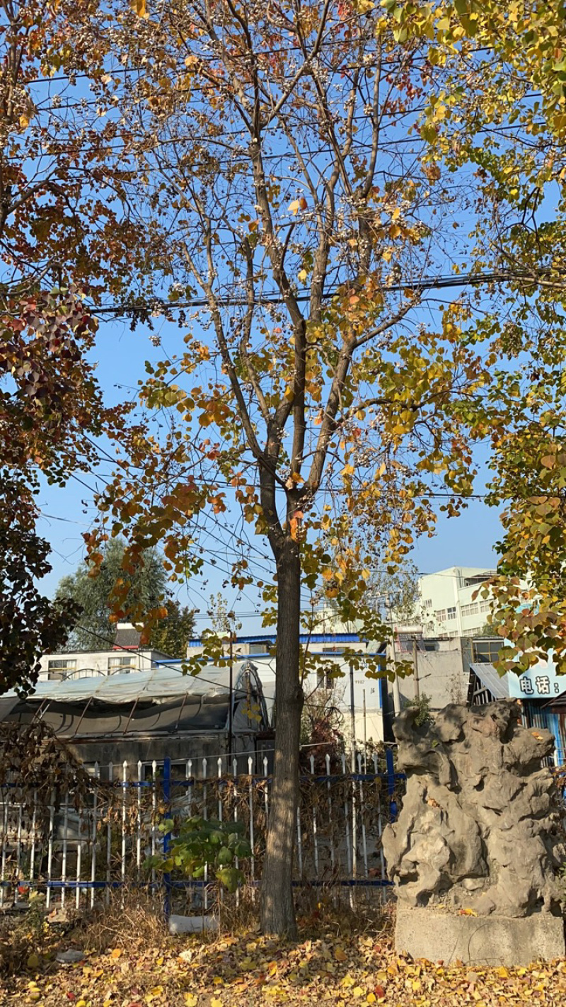 江苏乌桕树丛生乌桕5公分到20公分基地直销