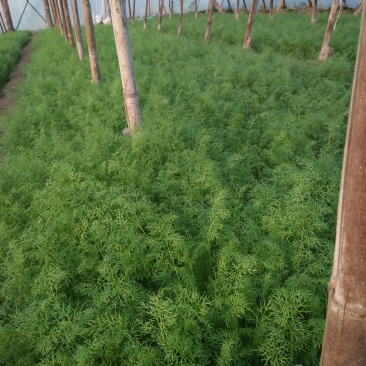 茴香大量有货，要的联系