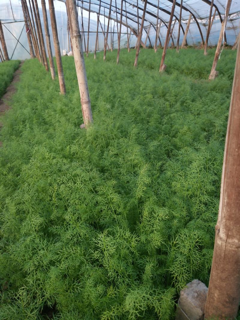 茴香大量有货，要的联系