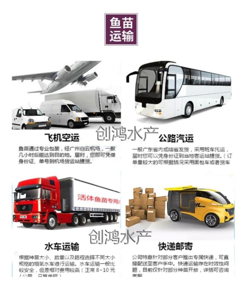 【大量供应】草鱼苗鲩鱼苗各类淡水鱼苗已打疫苗