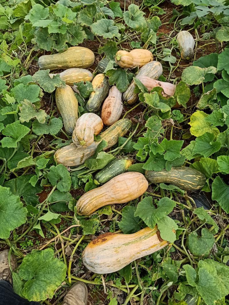 基地密本南瓜出售（量小）