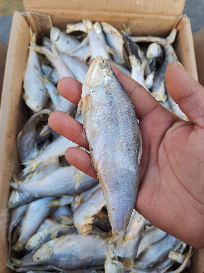 马口鱼（咸鱼），泡水之后蒸炸都很好，口感好一手货源