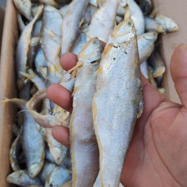 马口鱼（咸鱼），泡水之后蒸炸都很好，口感好一手货源