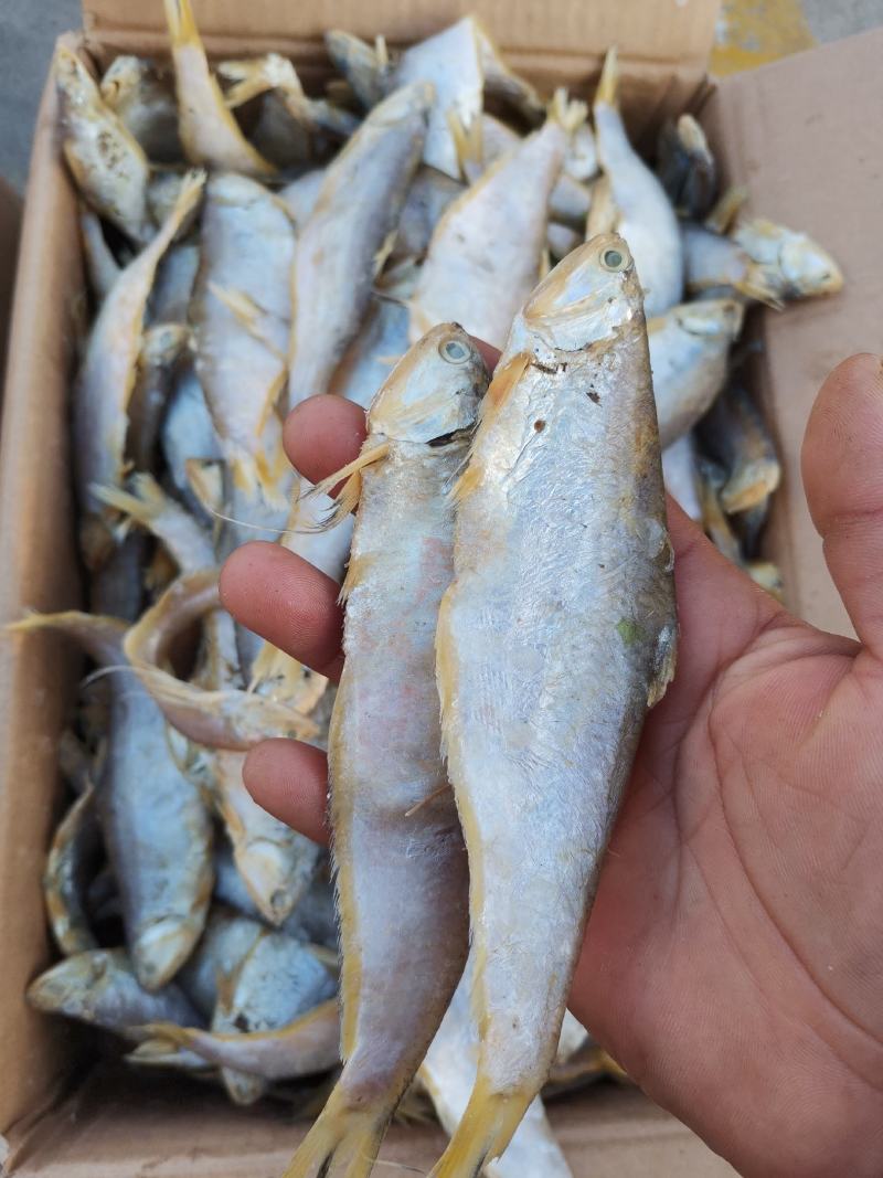 马口鱼（咸鱼），泡水之后蒸炸都很好，口感好一手货源