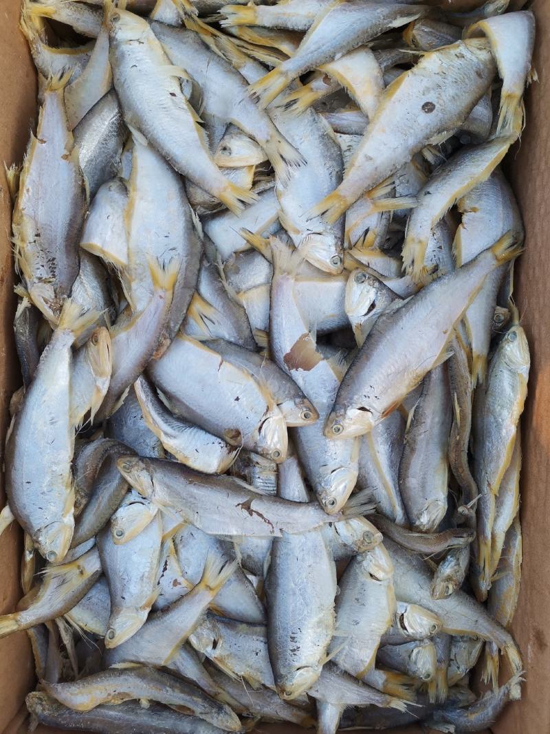 马口鱼（咸鱼），泡水之后蒸炸都很好，口感好一手货源
