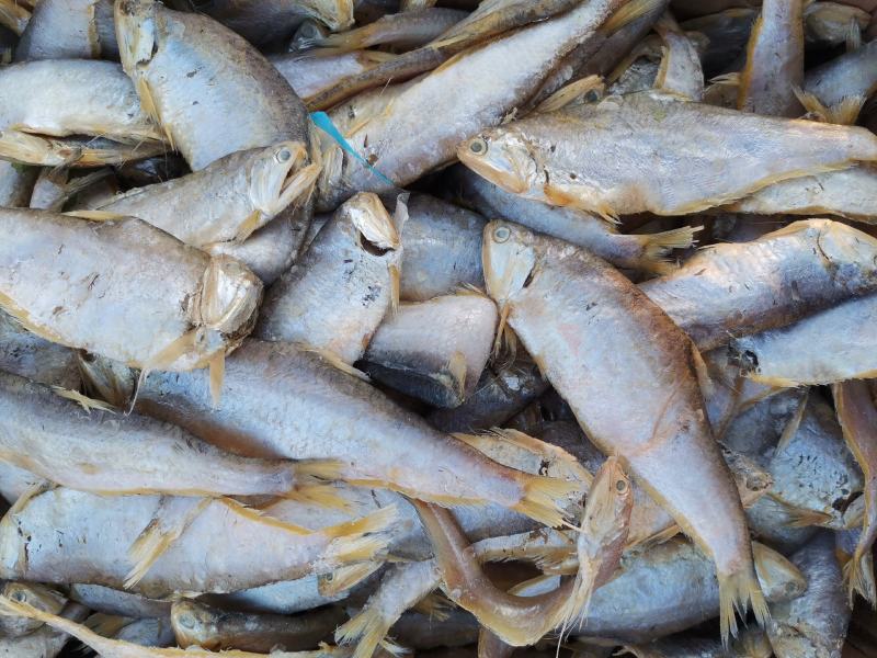 马口鱼（咸鱼），泡水之后蒸炸都很好，口感好一手货源