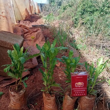 木春菊小袋苗工程用苗高度15公分起苗基地直发量大从