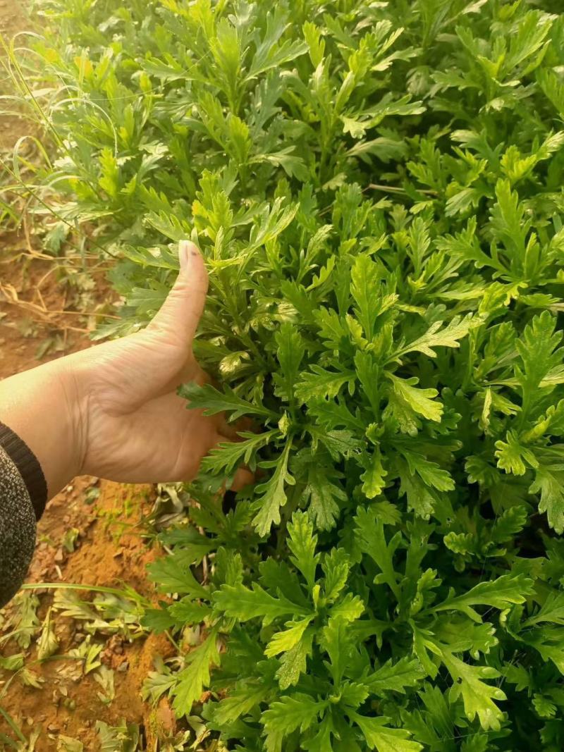木春菊小袋苗工程用苗高度15公分起苗基地直发量大从
