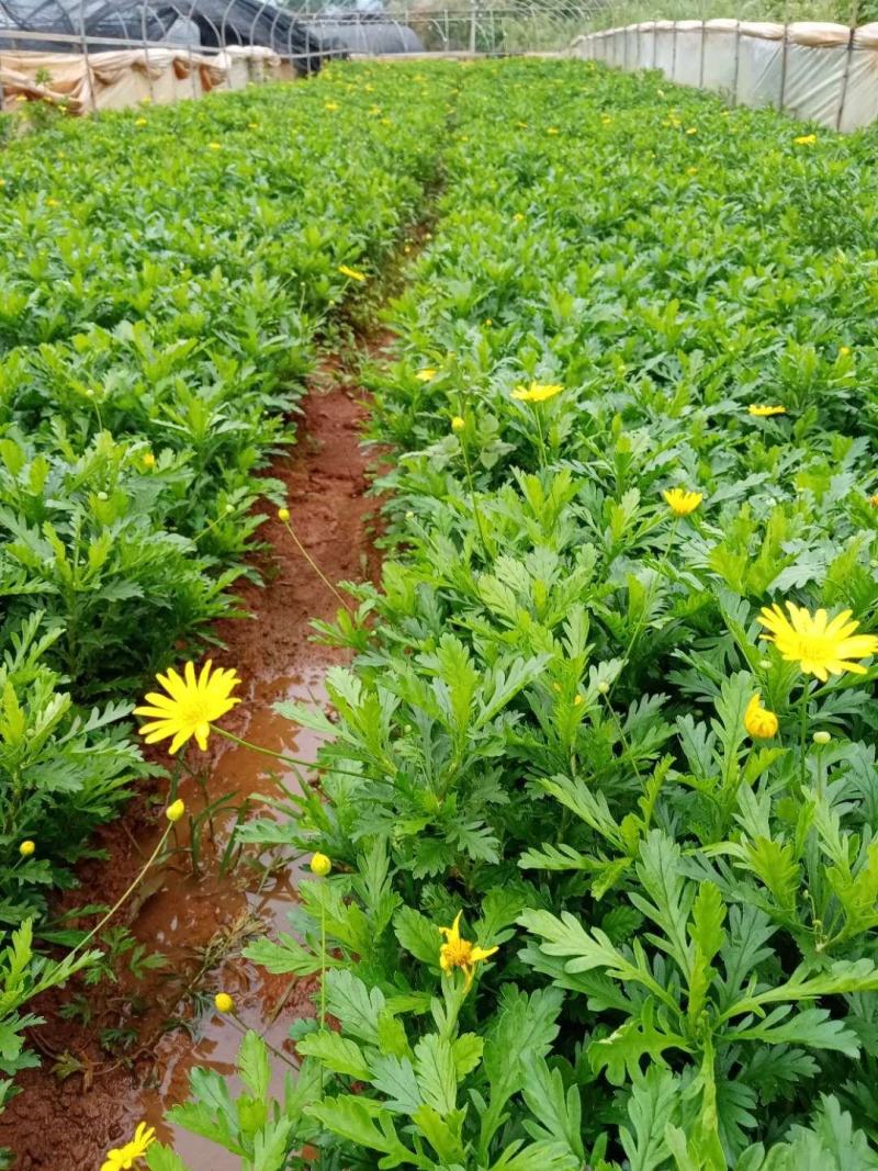木春菊小袋苗工程用苗高度15公分起苗基地直发量大从